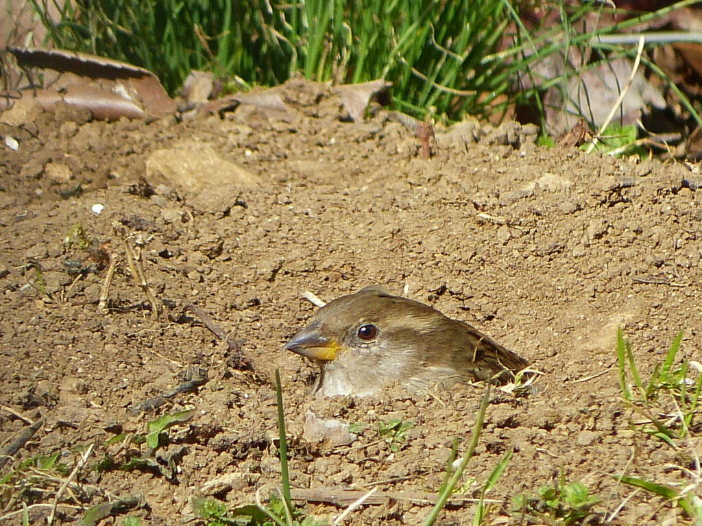 Moineaux qui prennent des bains de terre