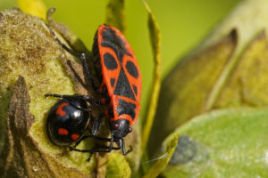 Gendarme ( Pyrrhocoris apterus) et coccinelle à virgule (exochomus quadipustulatus)