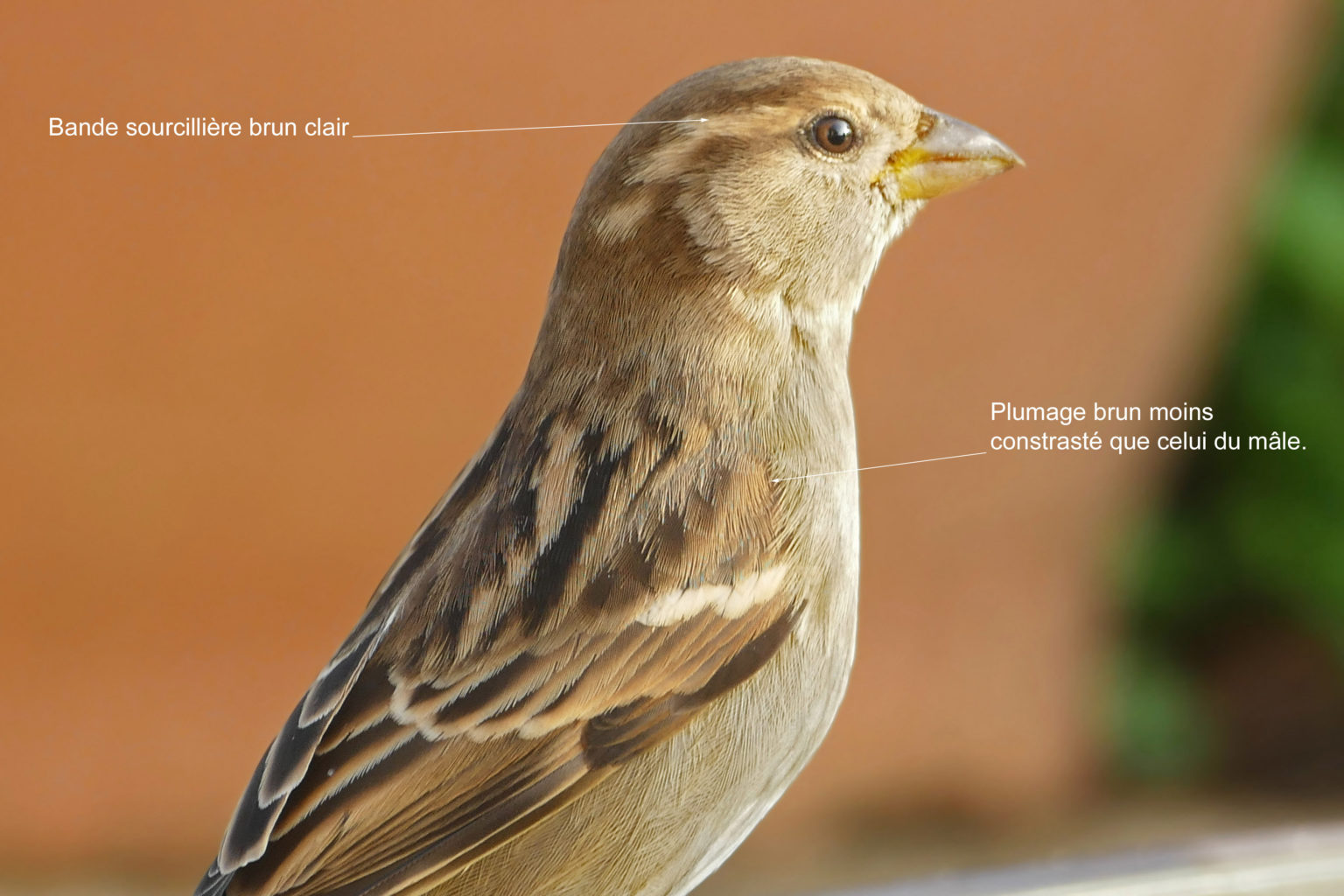 Moineaux domestique (passer domesticus) le jardin des oiseaux