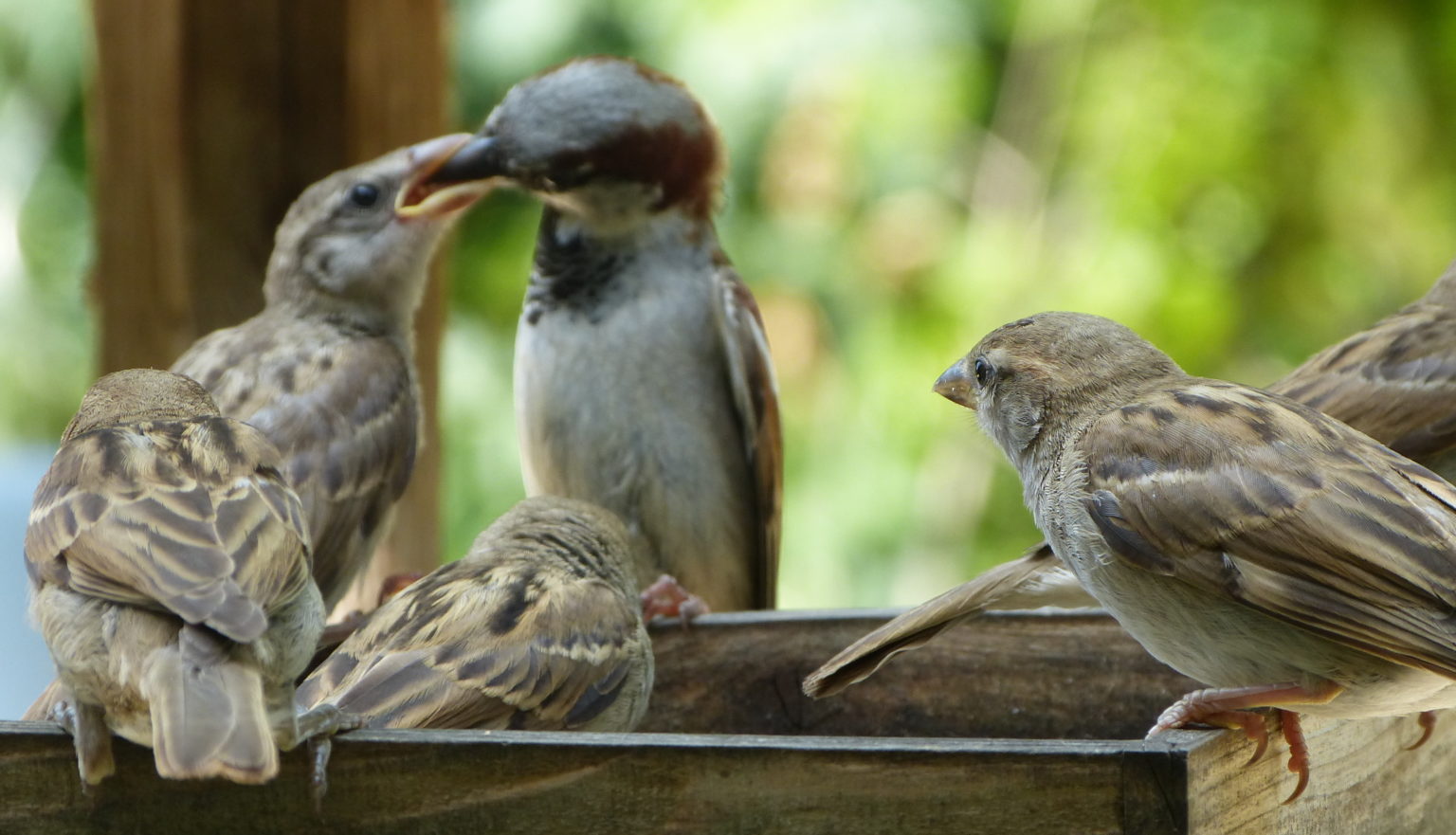 Moineaux domestique (passer domesticus) le jardin des oiseaux
