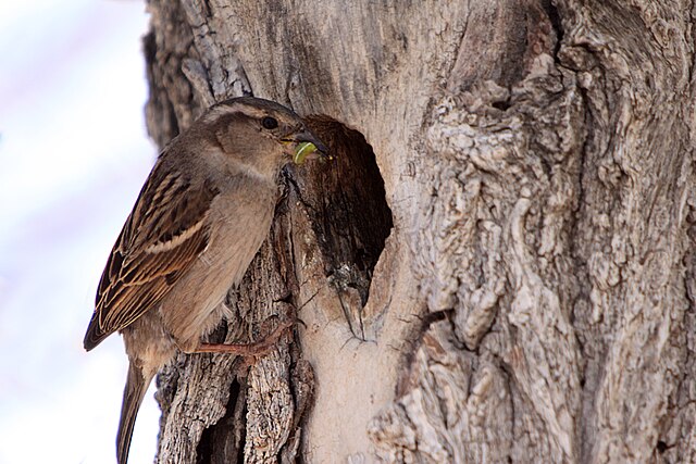 Moineau domestique femelle qui apporte une chenille à ses petits