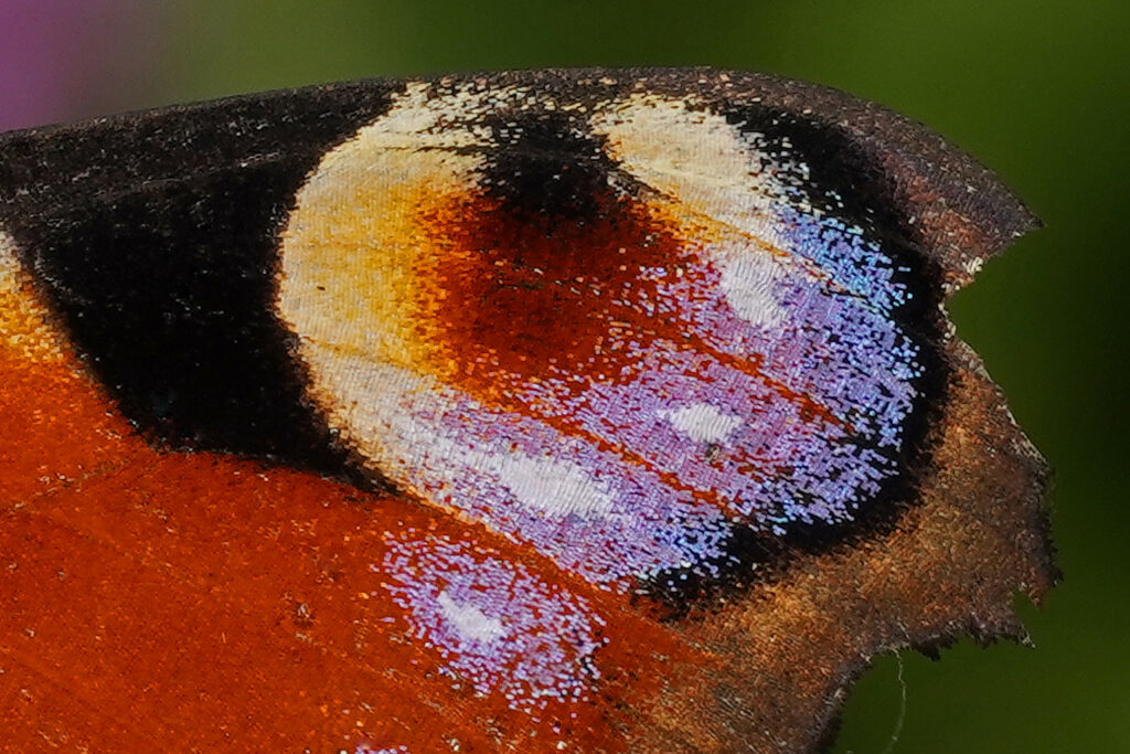 Ecailles du Paon du jour 