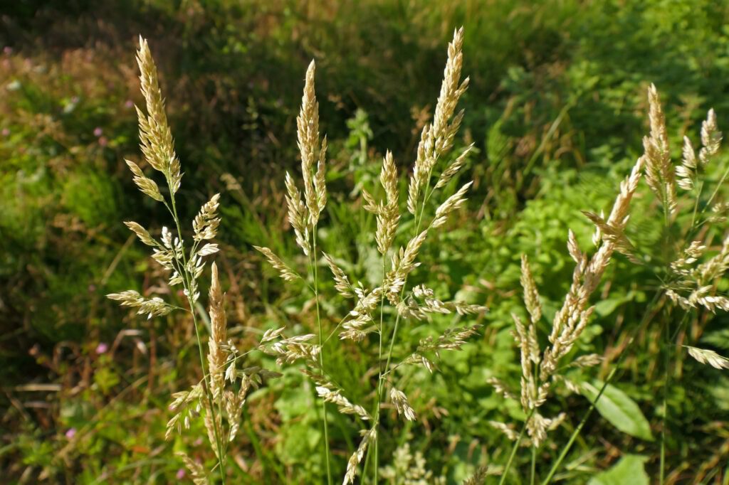 Houlque laineuse ((Holcus lanatus)