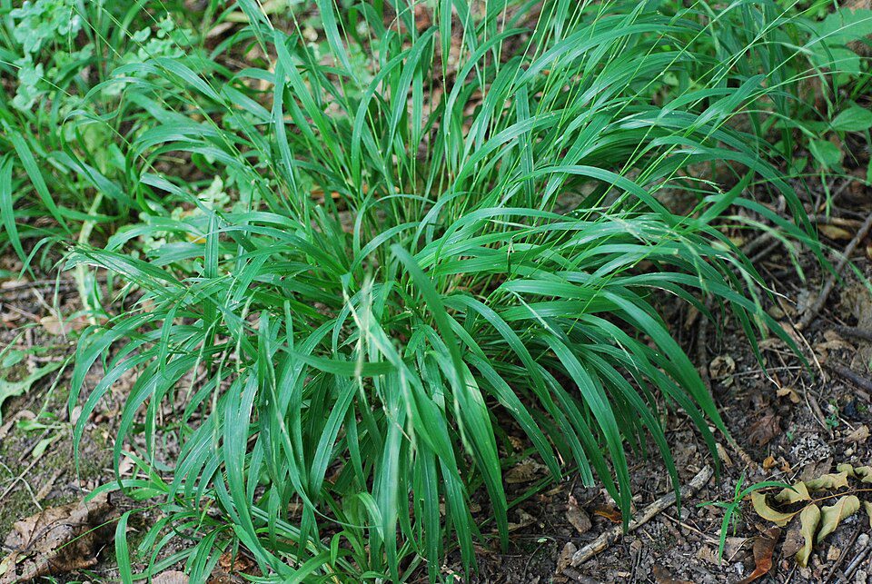 Brachypode des forêts (Brachypodium sylvaticum)