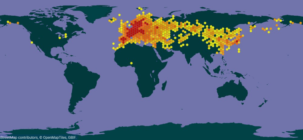 Carte Gbif de la présence du Grosbec casse-noyaux dans le monde