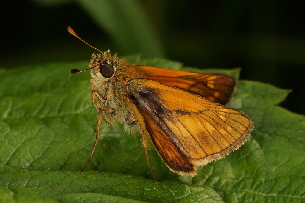 Sylvaine (Ochlodes sylvanus) avec les taches comme effacées
