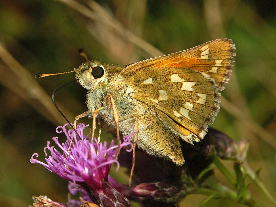 La virgule (Hesperia commia)avec les taches claires.
