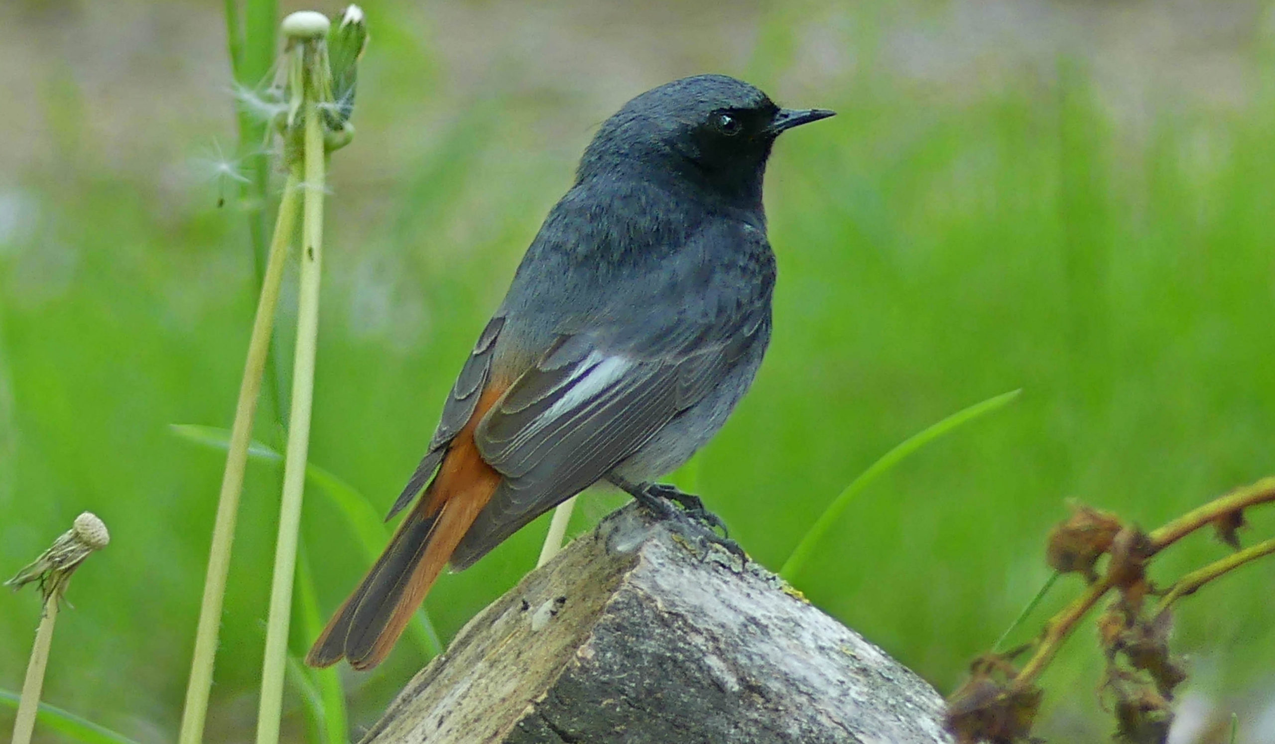 Rouge-queue noir (Phoenicurus ochruros) - le jardin des oiseaux