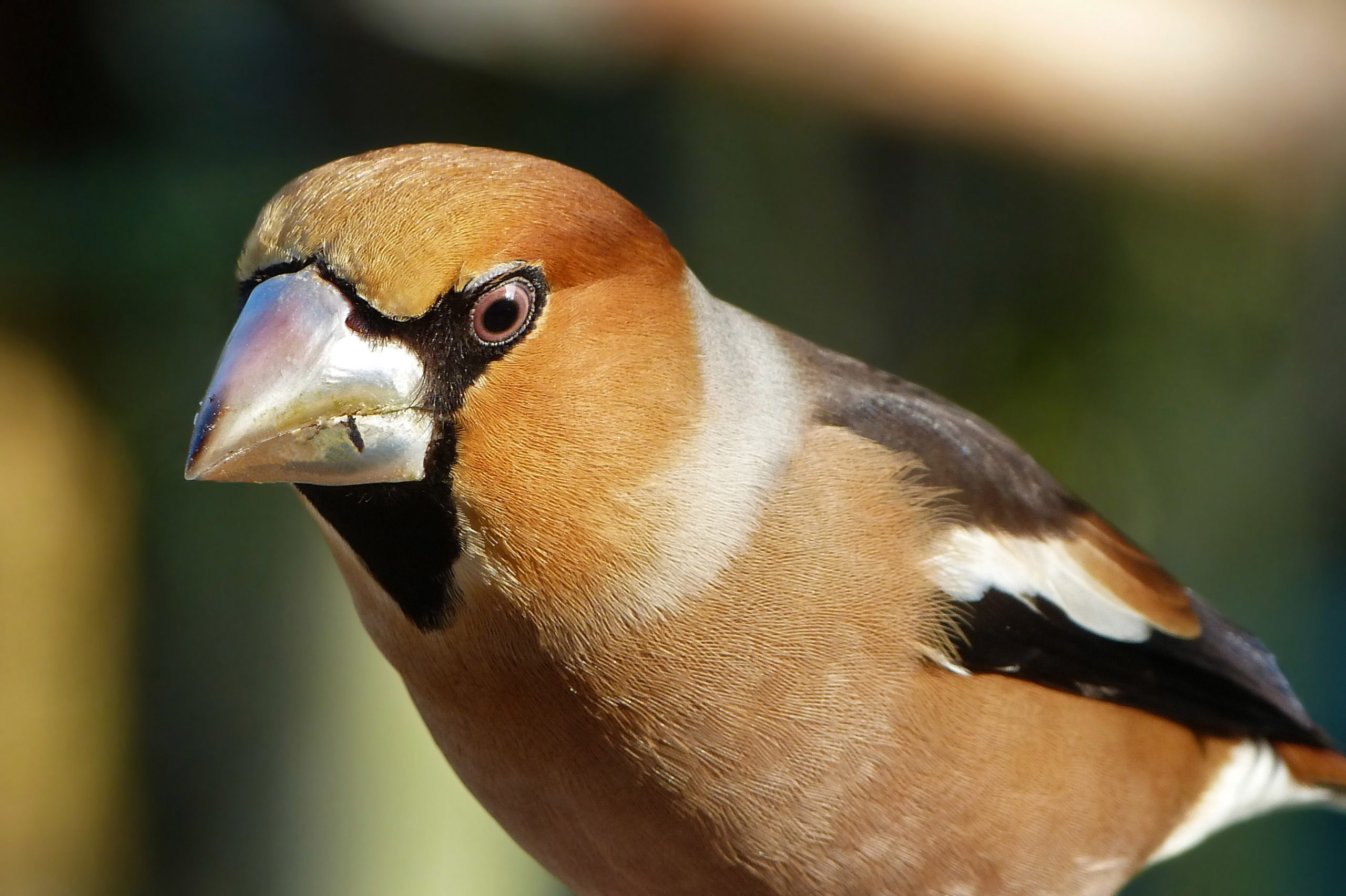 Grosbec casse noyaux (Coccothraustes coccothraustes Hawfinch) le jardin des oiseaux Grosbec casse noyaux (Coccothraustes coccothraustes Hawfinch) le jardin des oiseaux