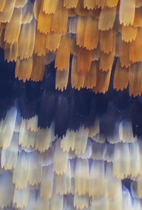 Gros plan sur les écailles de l'ocelle du Paon du jour 
Crédit : Transition of scales color on a butterfly wing, par Richard Bartz, via Wikimedia Commons. Licence : CC BY-SA 4.0.