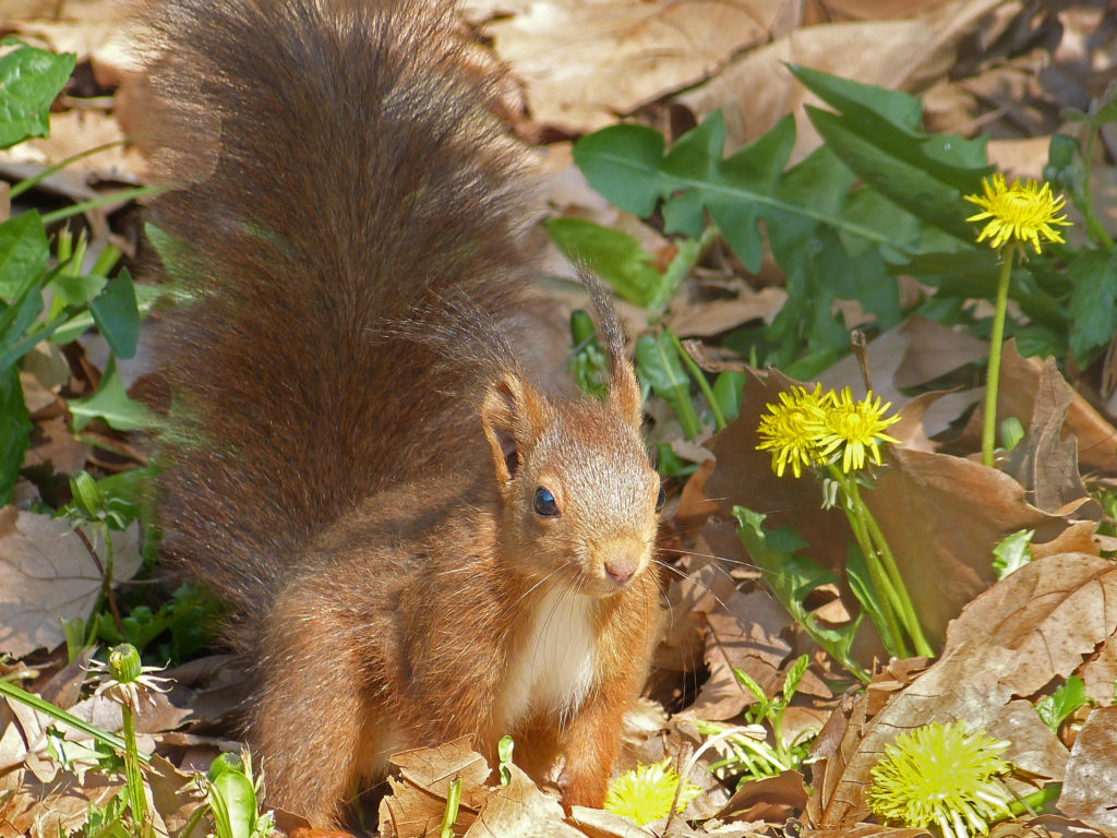 écureuil roux (Sciurus Vulgaris)