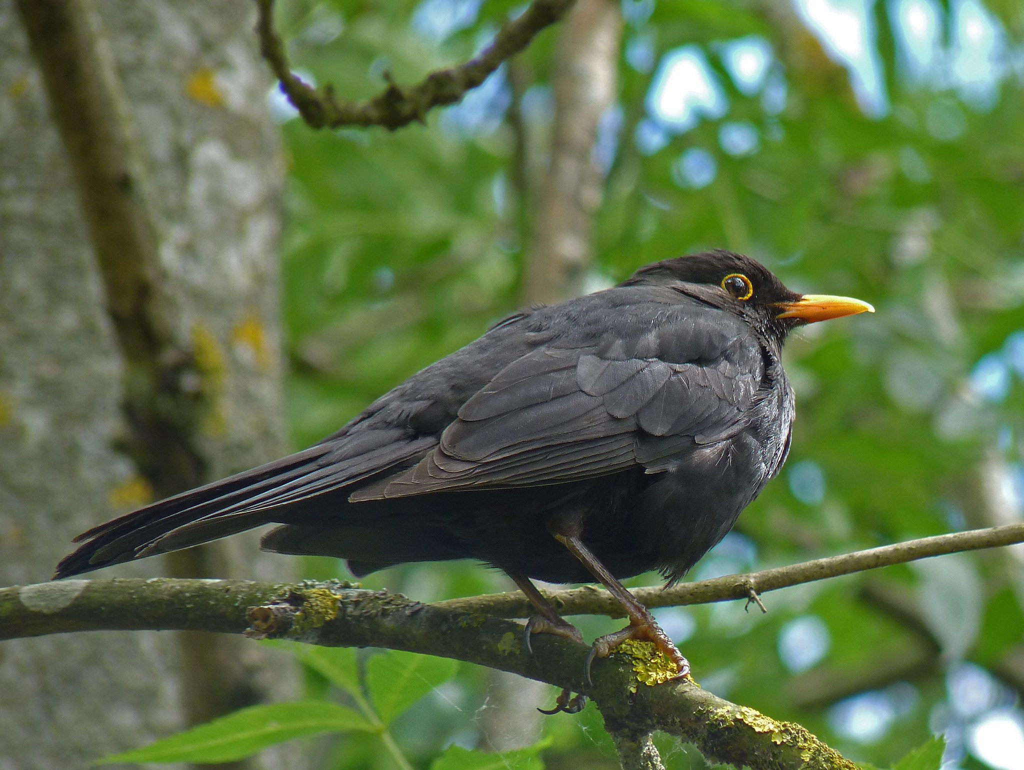 Merle's Merle noir (Turdus merula) - le jardin des oiseaux