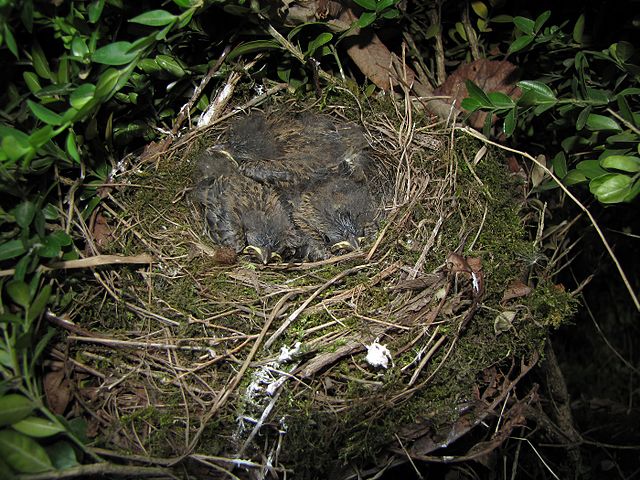 Bruants zizis juvéniles