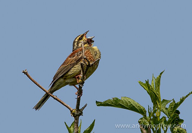 Bruant zizi mâle qui chante