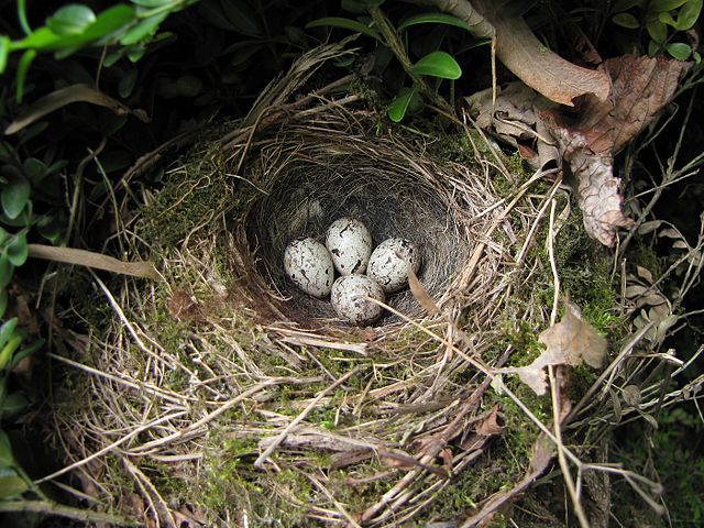 Oeufs de Bruants zizis