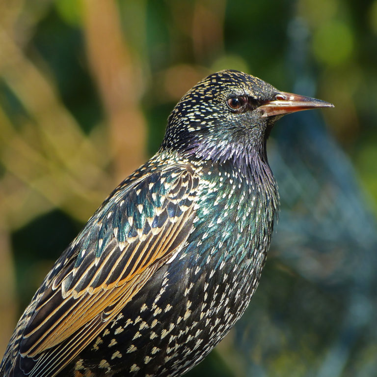 Étourneau (sturnus vulgaris ) le jardin des oiseaux