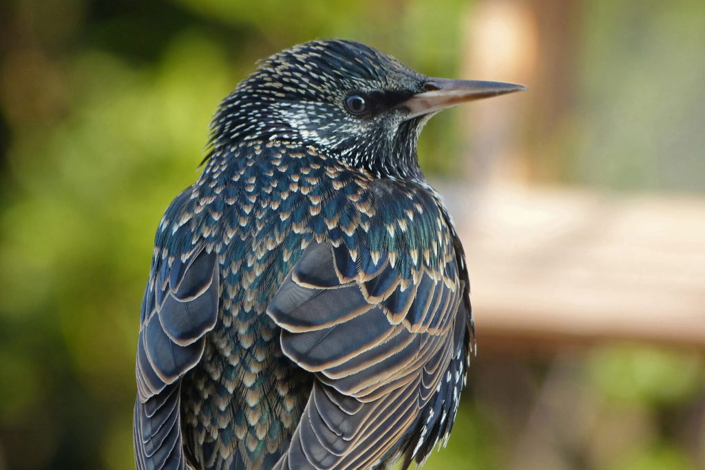 tourneau Sansonnet sturnus Vulgaris Le Jardin Des Oiseaux tourneau Sansonnet sturnus Vulgaris Le Jardin Des Oiseaux
