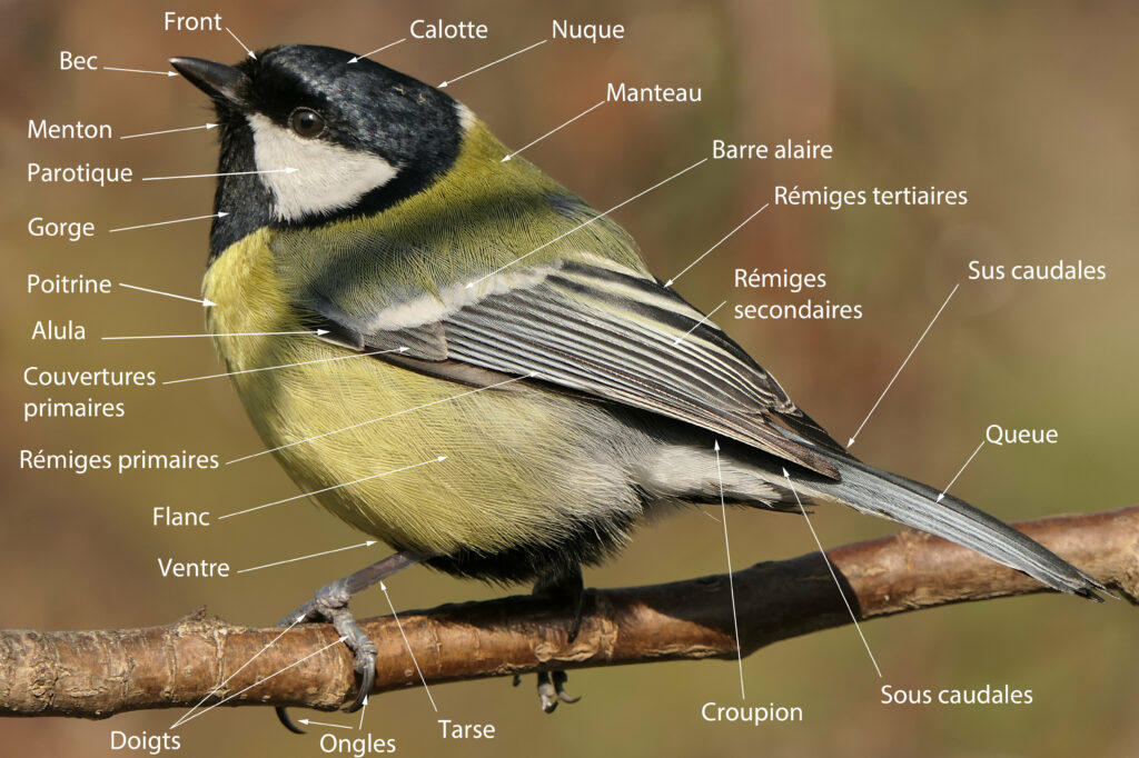 Anatomie de l'oiseau