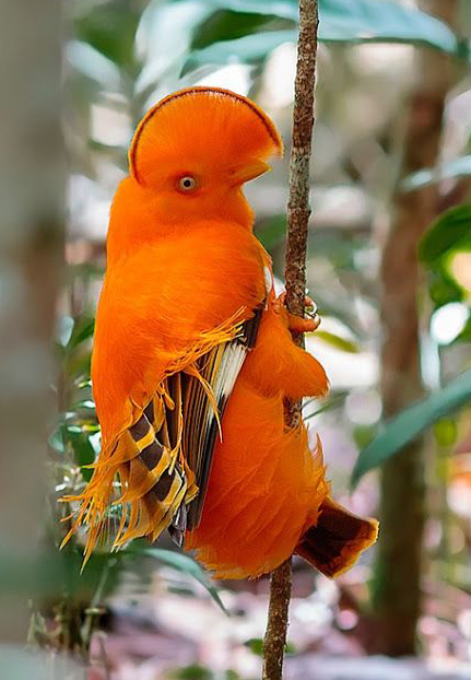 Coq de roche orange -Rupicola rupicola