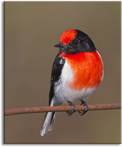Miro à front rouge - Petroica goodenovii