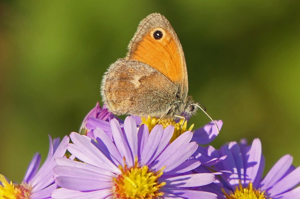 Procris sur asters