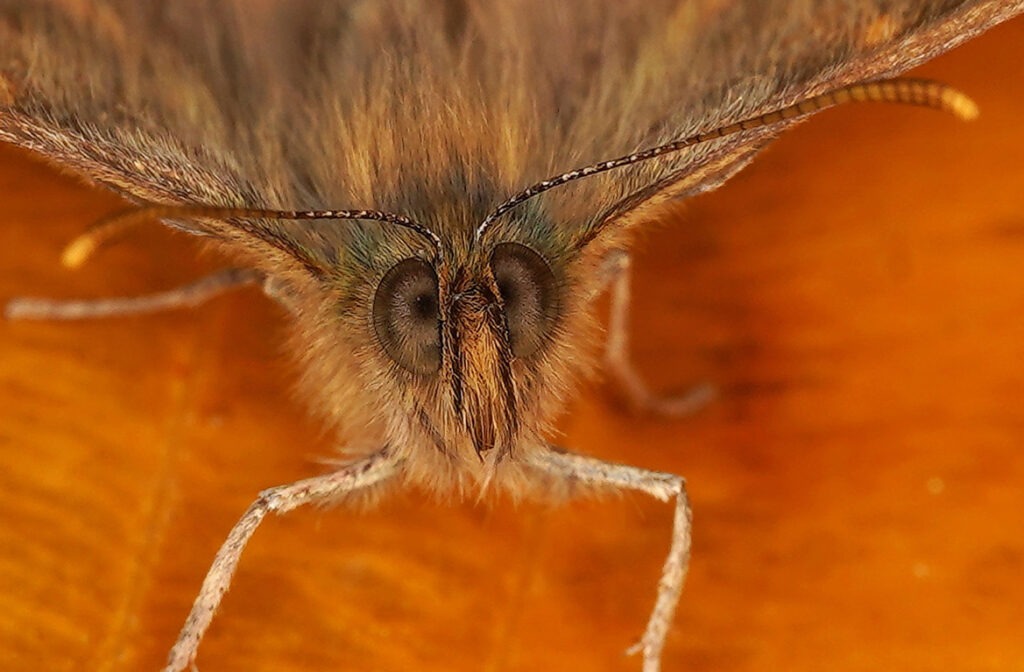 Les yeux poilus du Tircis et le bout orangé de ses antennes.