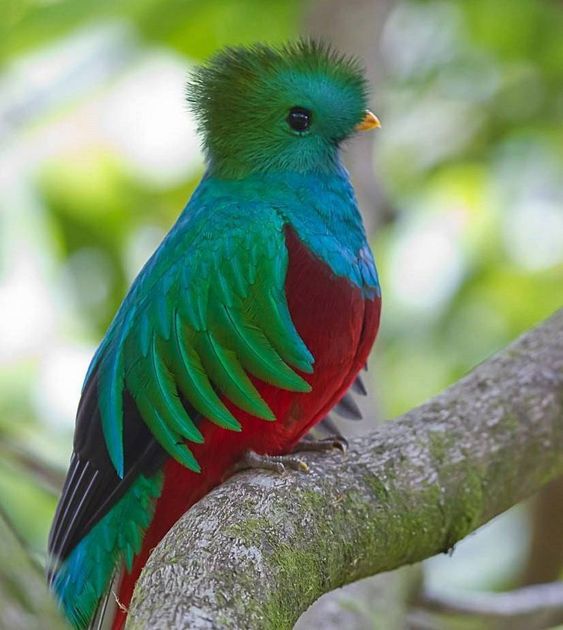 Quetzal resplendissant -Pharomachrus mocinno