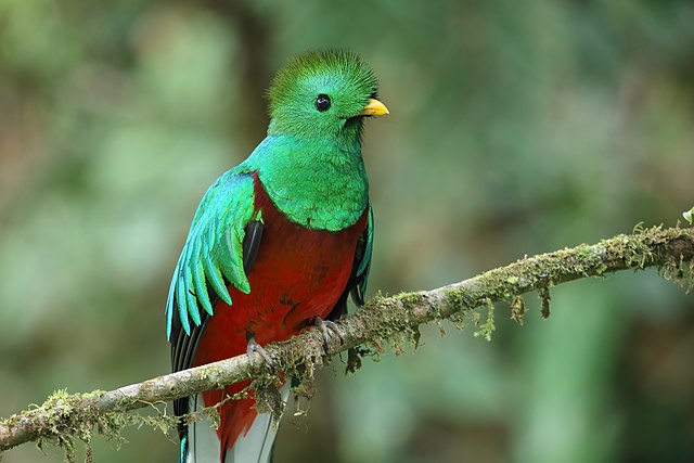 Quetzal resplendissant -Pharomachrus mocinno