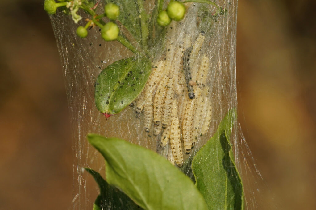 chenilles d'hyponomeute du fusain dans leur cocon sur leur plante hôte