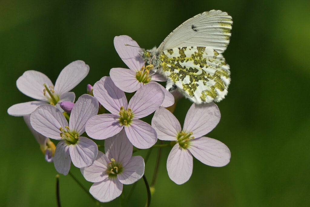 Aurore femelle en train de pondre sur une cardamine des pr