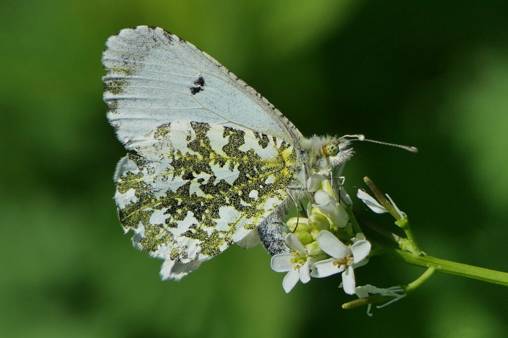 Femelle aurore en train de pondre  sur une cardamine des prés