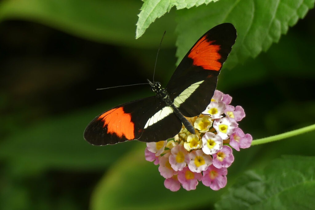 Heliconius melpomene