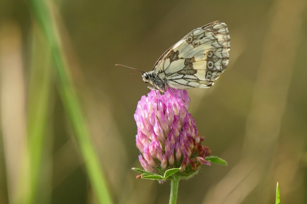 Demi deuil sur Trèfle des prés Trifolium pratense
