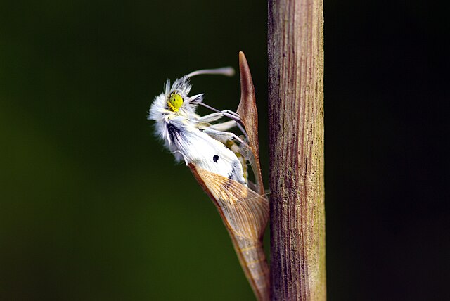 Émergence de l'imago