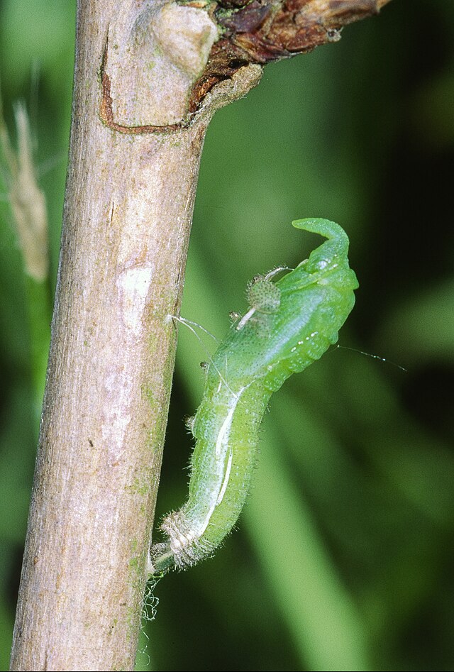 Début de la nymphose