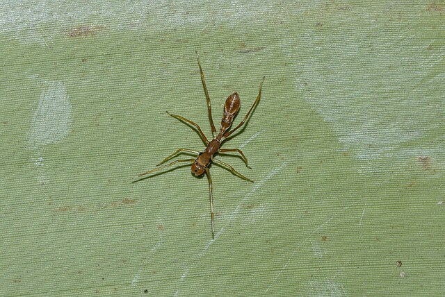 Araignée sauteuse (Myrmarachne plataleoides.
