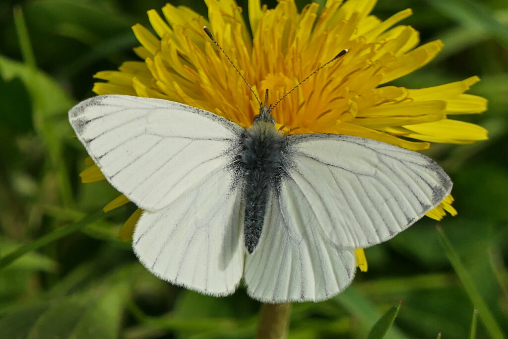Piéride du navet sur pissenlit