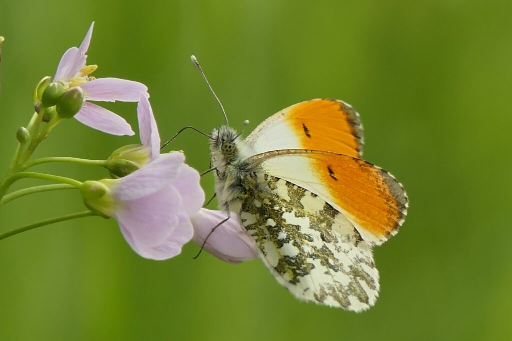 Aurore mâle sur cardamine des prés 