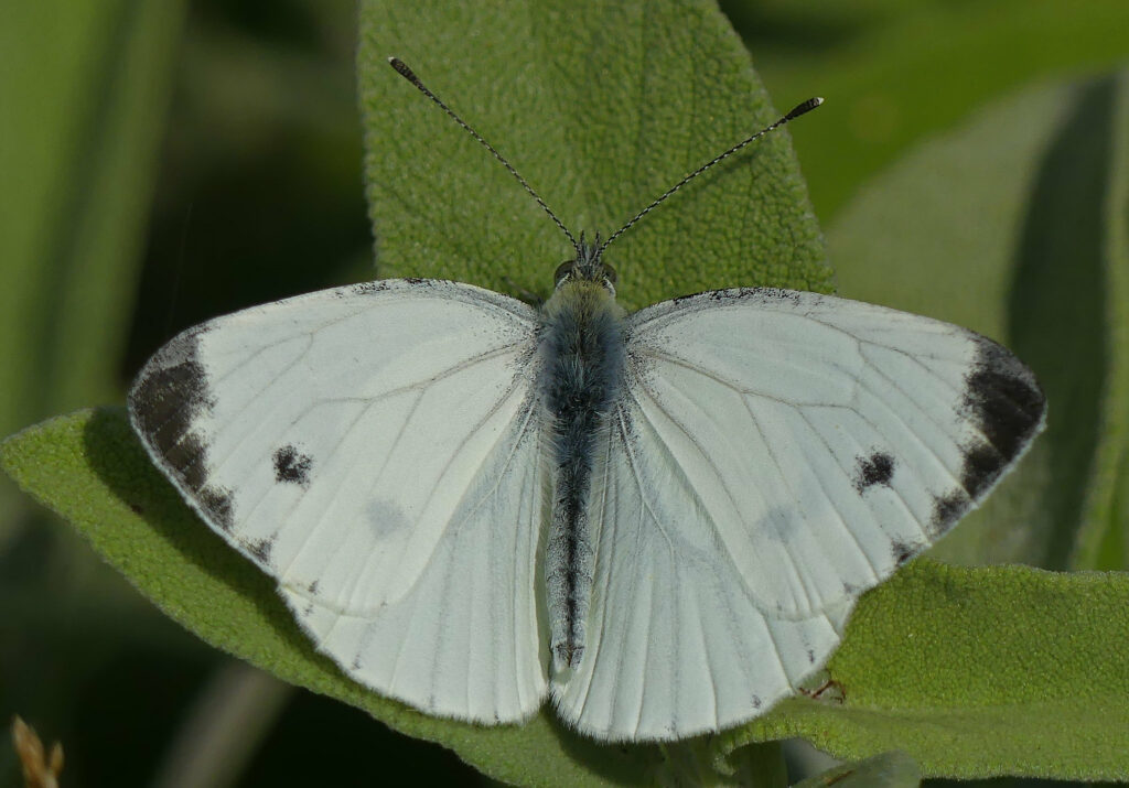 Piéride du navet mâle