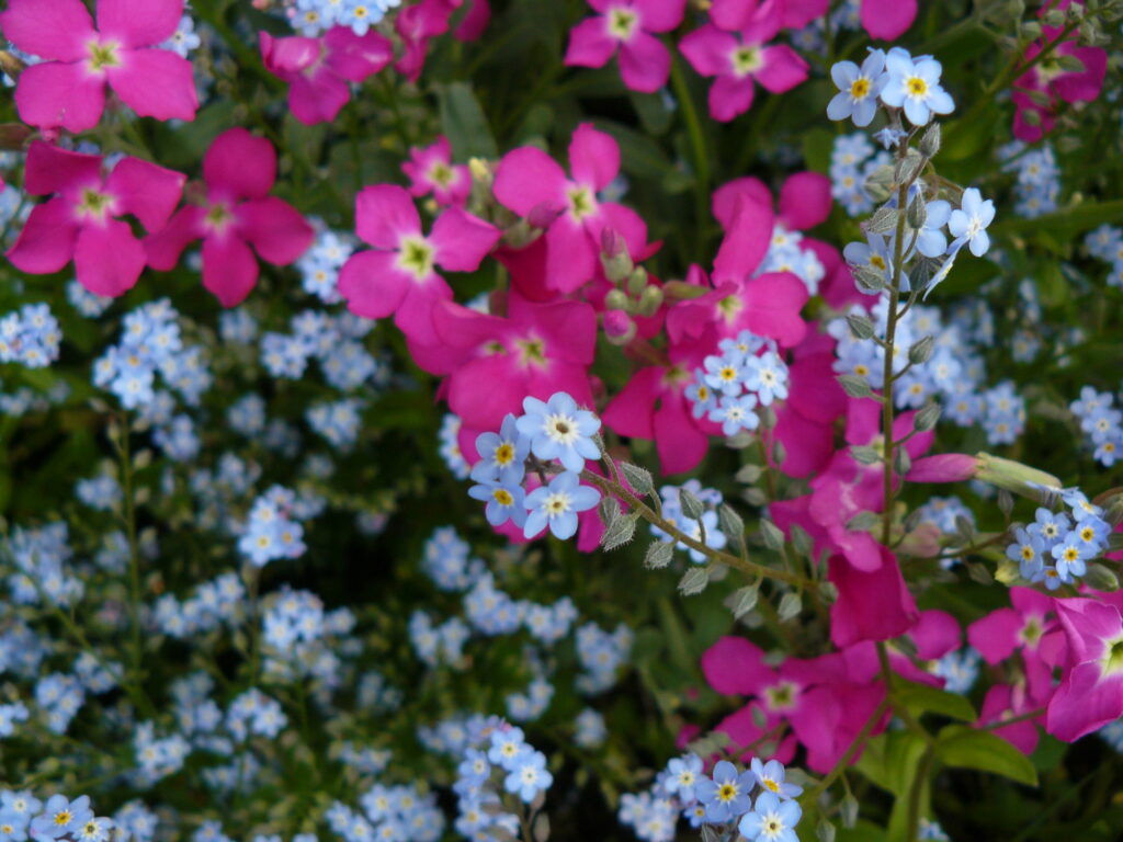 Myosotis et giroflées