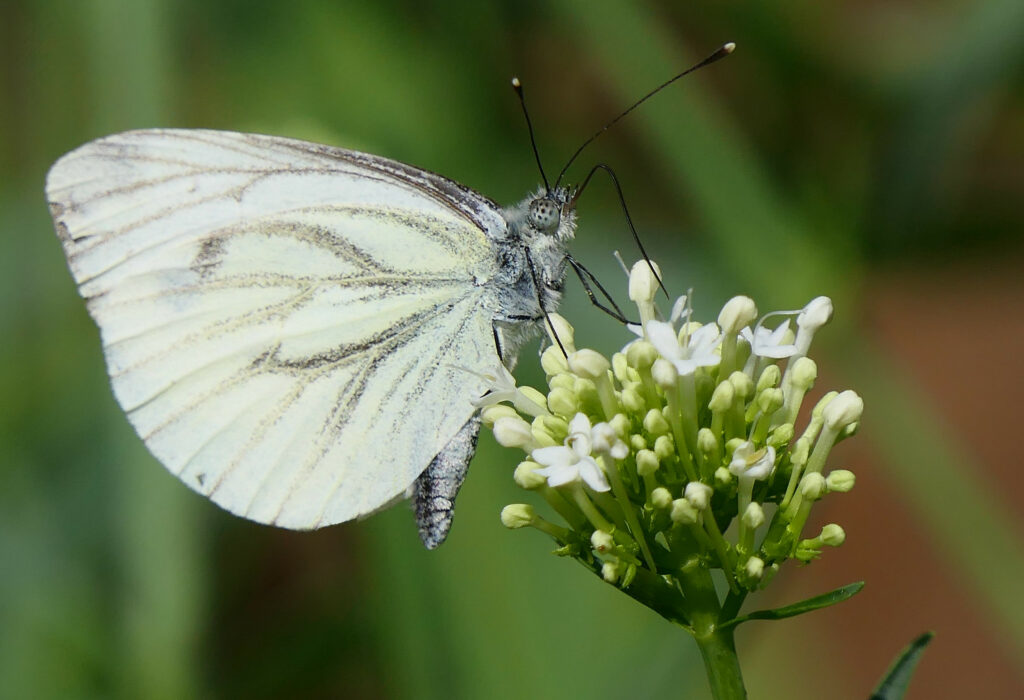 Piéride du navet sur centranthe blanche 