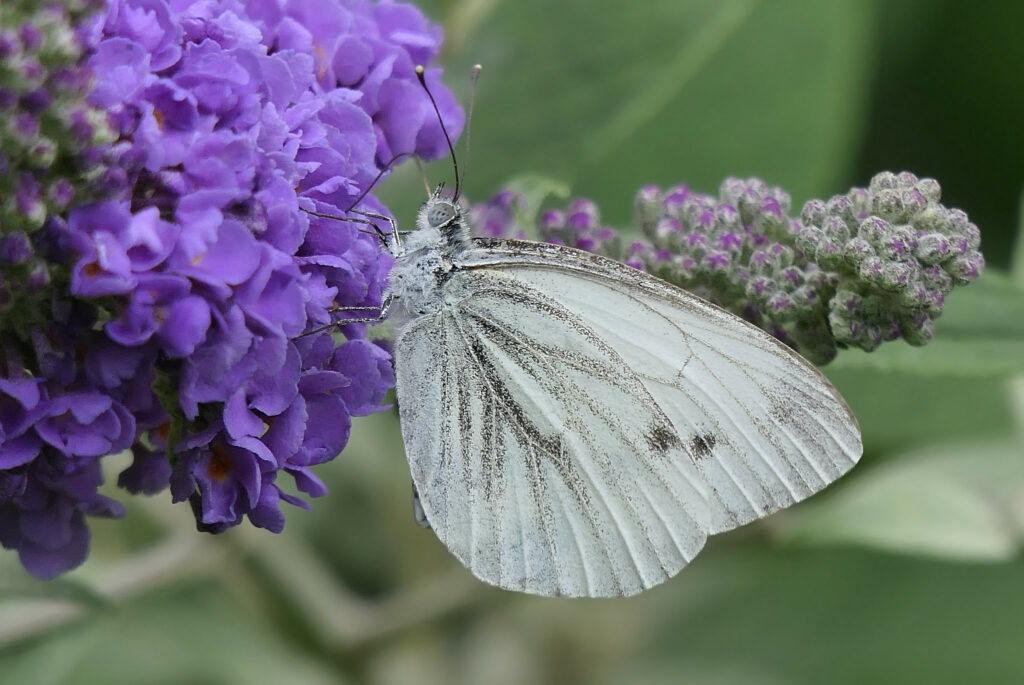 Piéride du navet sur Buddleia
