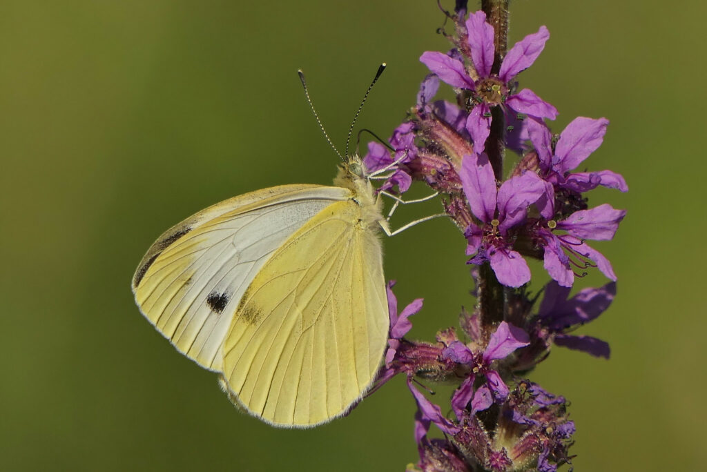 Piéride de la rave (Pieris rapae)