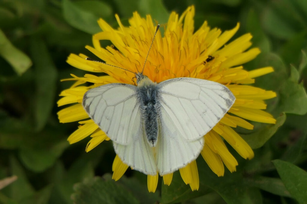 Piéride du navet sur fleur de pissenlit