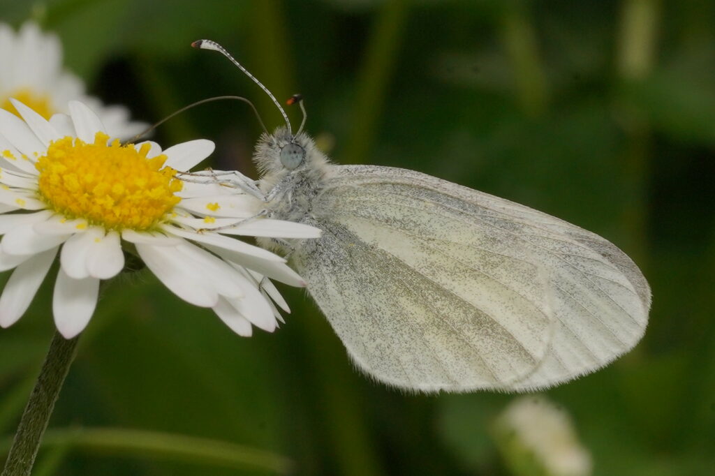 Piéride de la moutarde (Leptidea sinapis)