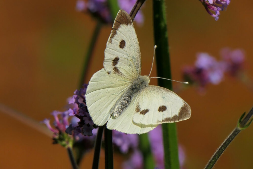 Piéride du chou (pieris brassicae)