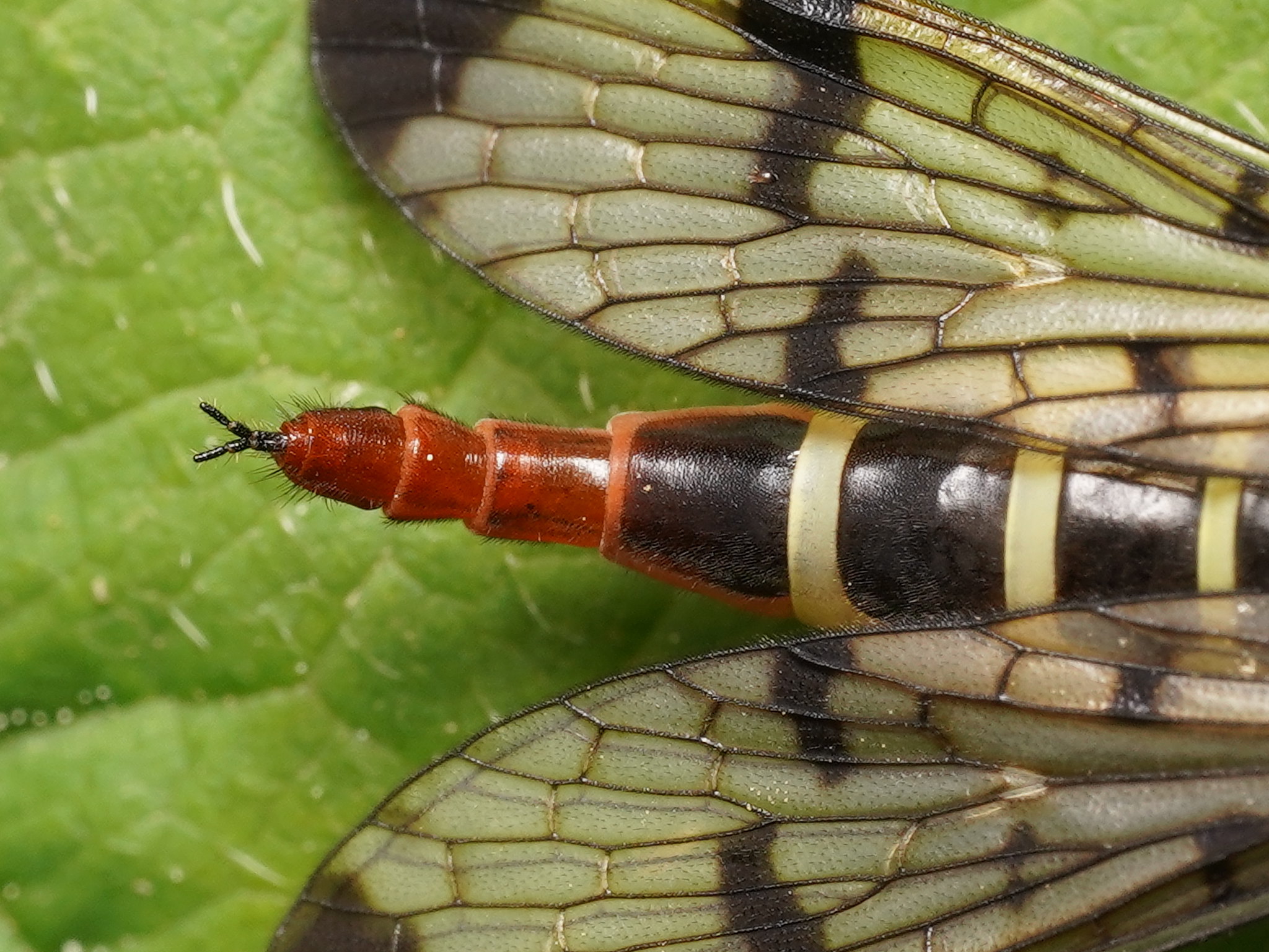 L'appendice de la femelle
