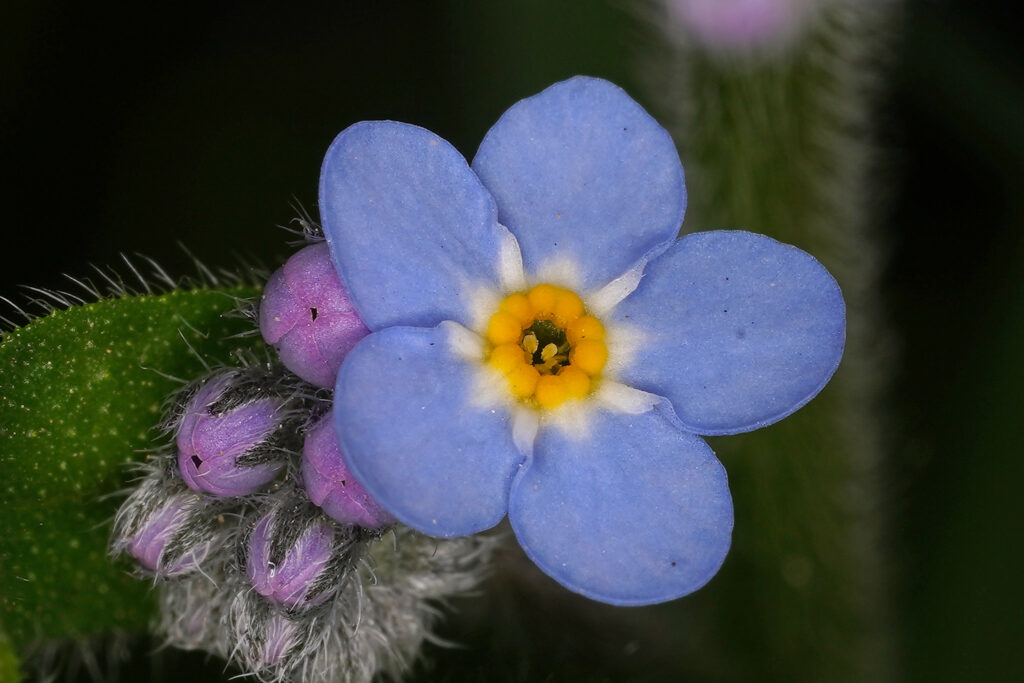 Myosotis  (Détail)