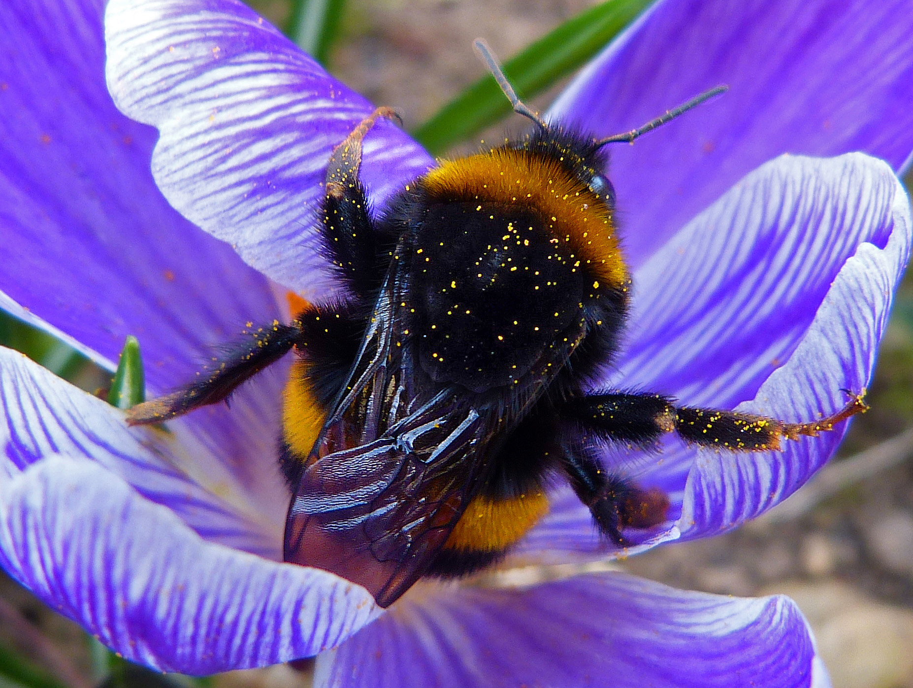 Bourdon terrestre (Bombus terrestris ) le jardin des oiseaux