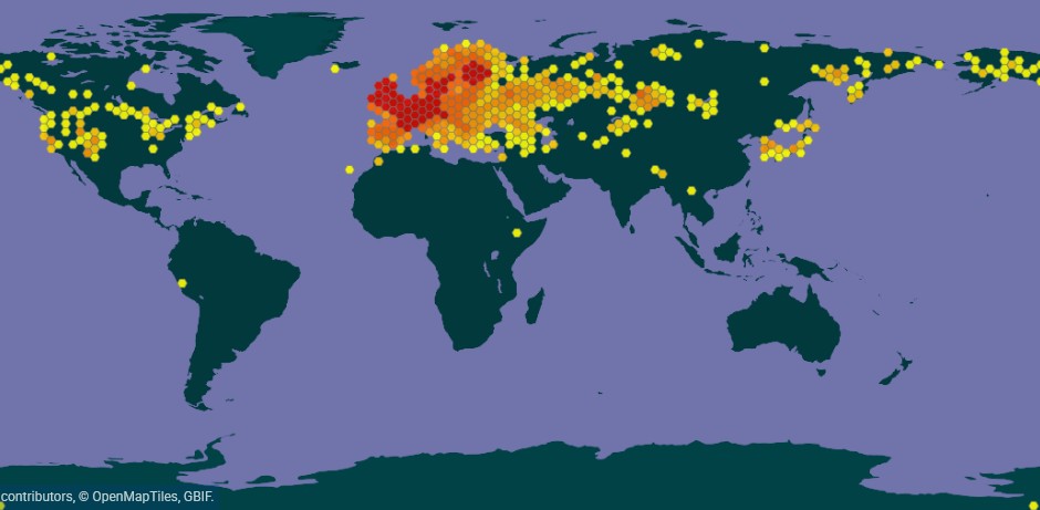 Carte GBIF de la présence de la piéride du navet dans le monde